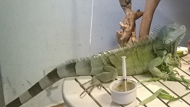 Nở rộ mốt dắt quái vật đi uống cà phê