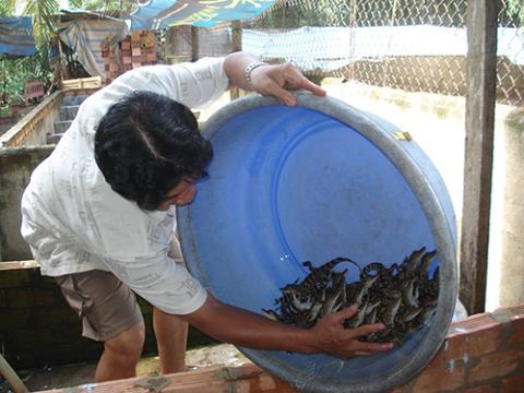 Thương lái Trung Quốc đang giăng bẫy cá sấu