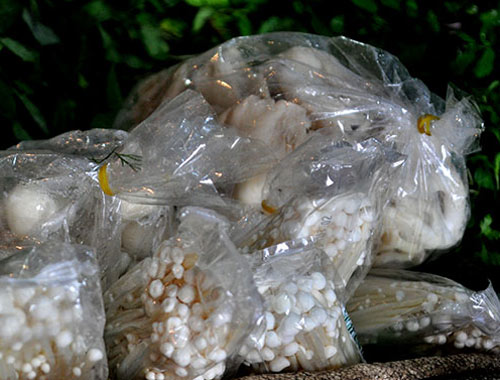 Nấm kích thích sinh trưởng… vô tư bán, vô tư ăn