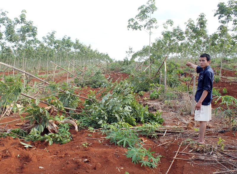 430 cây cao su bị chặt hạ trong đêm