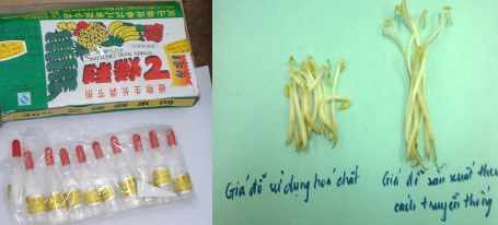 Giá đỗ kích thích tăng trưởng bất chấp sức khoẻ người tiêu dùng