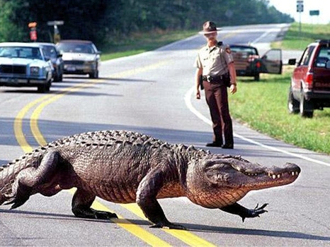 Cá sấu giúp cảnh sát bắt cướp