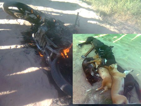 Liều mạng, cẩu tặc lãnh nạn