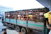 Vinamilk tiếp tục nhập bò sữa cao sản từ Úc về Việt Nam