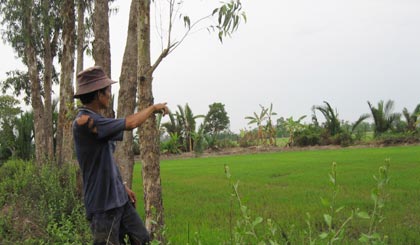 Ngồi nghỉ mát, cây ngã đè chết 1 phụ nữ