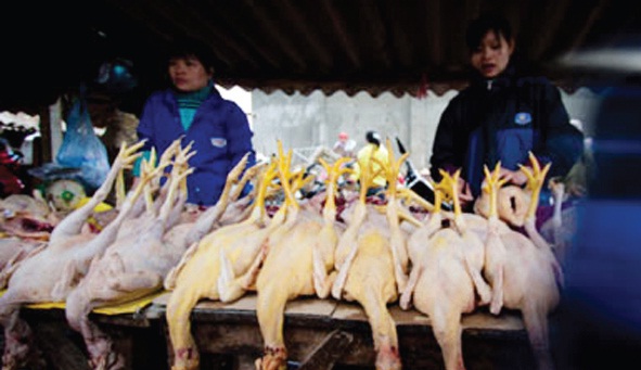 Gà thịt tăng giá, vẫn đầy rủi ro