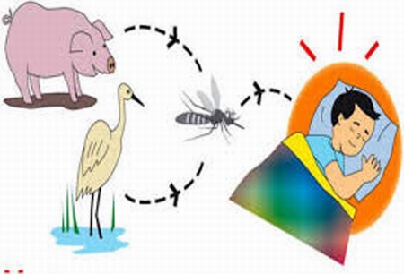 Mùa hè Coi chừng bệnh viêm não Nhật bản B