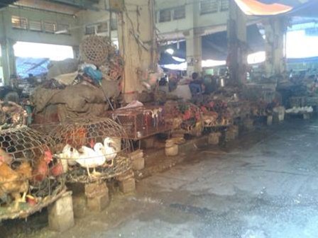 Rùng rợn công nghệ nhuộm gà bằng hóa chất độc hại