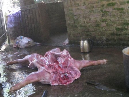 Theo chân thịt lợn giá rẻ vào lò giết mổ lợn ốm chết