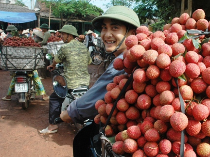 Vải thiều Bắc Giang Được mùa, được giá, được cả bạn hàng