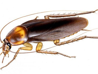 Những nguồn thuốc kháng sinh bất ngờ