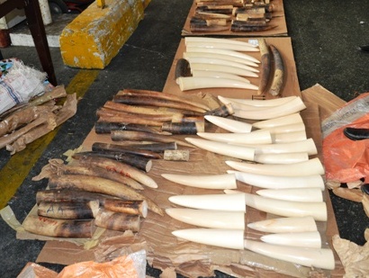 110 kg ngà voi Châu Phi bay về Việt Nam