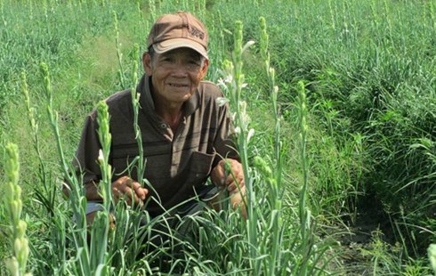 Ông Bảy bên những luống hoa huệ xanh tốt.