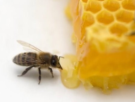 10 thực phẩm giúp tăng cường trí nhớ