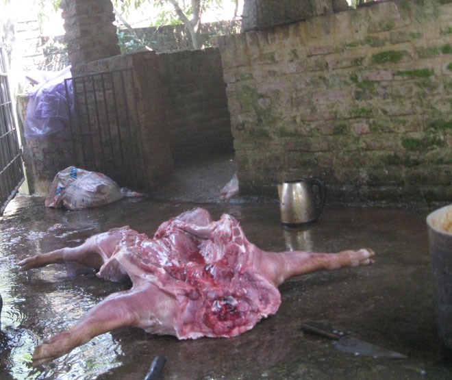 Theo chân thịt lợn giá rẻ vào lò giết mổ lợn ốm chết - Kỳ 1