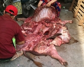 Đột nhập lò mổ, chứng kiến kỹ nghệ biến thịt lợn chết thành  thịt lợn ngon - Kỳ cuối