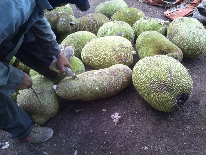 Bơm hóa chất để mít non chín siêu tốc