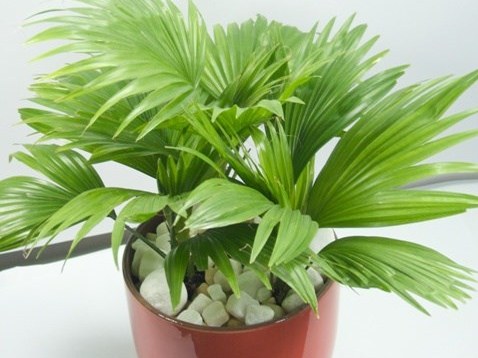 6 loại cây nên có trong phòng làm việc