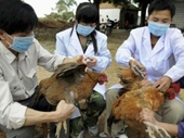 Nguy cơ lây truyền virus cúm A H5N1 sang người