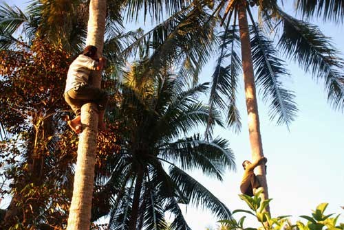 Trèo hái dừa, 2 thanh niên bị điện giật tử vong