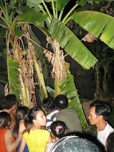 Chuyện lạ Chuối vỡ bầu , trổ buồng giữa thân