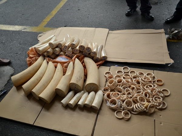 Phát hiện 90 kg ngà voi đội lốt thực phẩm tuồn vào Việt Nam