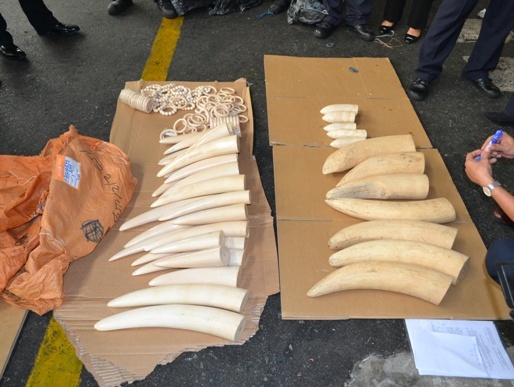 Ngà voi châu Phi đột lốt thực phẩm qua sân bay Tân Sơn Nhất