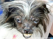 Chú chó xấu nhất thế giới đoạt giải thưởng trị giá 1 500 USD