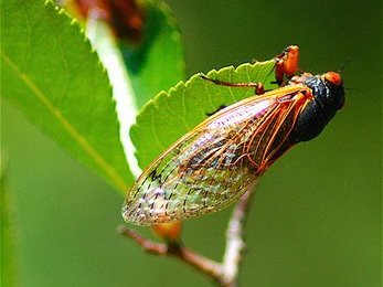 Nghe tiếng ve đầu mùa