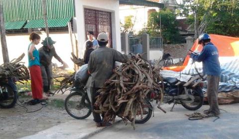 Cấm Trung Quốc thu mua gen quý hiếm, tài sản quốc gia