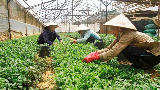 Nông nghiệp là lĩnh vực mà Việt Nam từ lâu đã trải thảm đỏ song lại chưa thu hút được nhiều sự quan tâm của giới đầu tư quốc tế