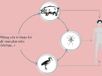Viêm não Nhật Bản nguy hiểm như thế nào