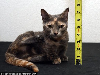 Nàng mèo lùn nhất thế giới