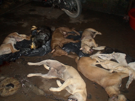 Cẩu tặc lộng hành