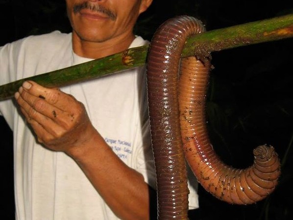 Kinh ngạc vì bắt được giun đất khổng lồ dài 1,5m