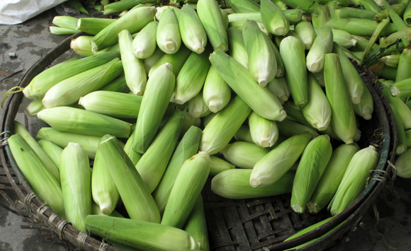 Sự thật về tin đồn ngô ủ hóa chất tự chín