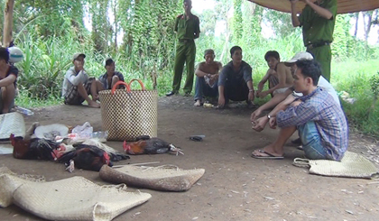 Bắt quả tang 1 tụ điểm đá gà ăn thua bằng tiền