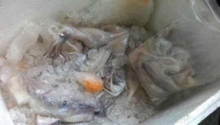 Mực ống bày bán trên vỉa hè ướp hóa chất lạ