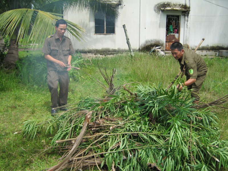 Thiêu hủy hơn 300 cây cần sa ở nhà dân
