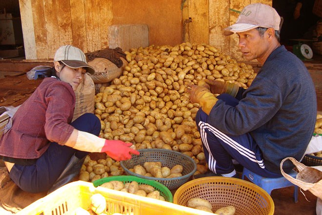 Khoai tây Trung Quốc lại được nhập ồ ạt về Đà Lạt để làm áo