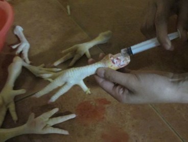 Chân gà độn nước, dân nhậu phát kinh