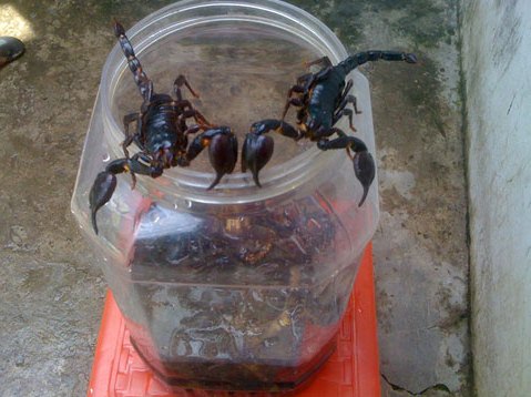 Ăn côn trùng lạ, mang họa vào thân