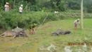 Bẫy điện dẫn đến chết người lãnh án 7 năm tù