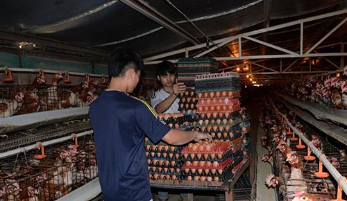 Trứng gà Tân An và bài toán đầu ra cho nông sản sạch