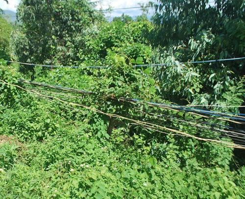 Giậu đổ  dây điện leo