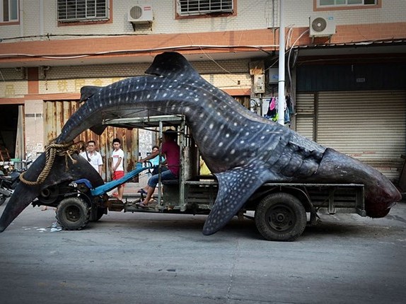 Phát hiện quái vật biển hình thù kỳ dị dài gần 5m ở Trung Quốc