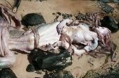 Xôn xao xác nàng tiên cá tìm thấy trên bãi biển