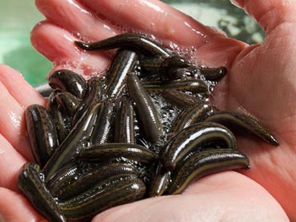 Sốc Hơn nửa triệu đồng không mua nổi 1kg  đỉa