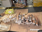 TP HCM thu giữ 14,6kg ngà voi nhập lậu trị giá gần 3 tỷ đồng