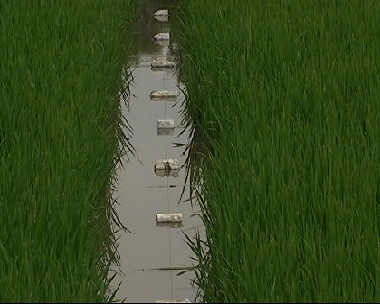 Ra đầu thú vì bẫy chuột bằng điện dẫn chết người